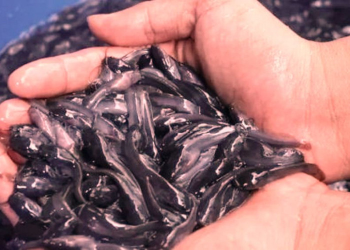 Teknik Budidaya Benih Ikan Lele sebagai Peluang Bisnis Menjanjikan