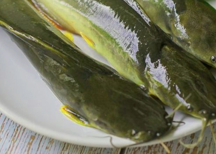 5 Jenis Ikan Air Tawar yang Cocok untuk Makanan Pendamping ASI (MPASI) Bayi Anda