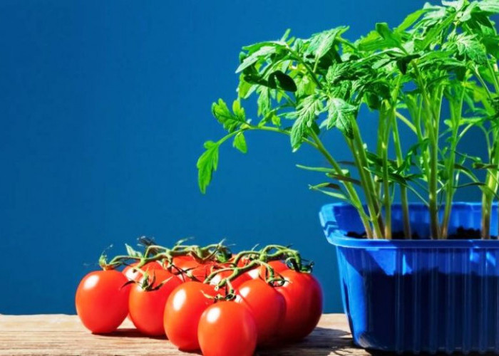 Tips dan Trik Budidaya Tomat dalam Pot, Raup Cuan Menguntungkan
