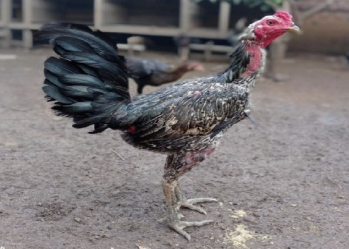 Ini Dia 5 Jenis Ayam Bangkok, Sang Juara Gelanggang