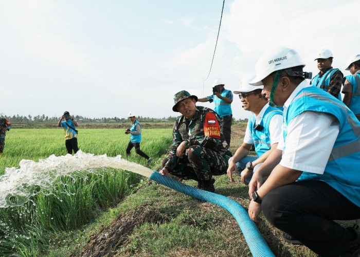 Dukung Pengembangan Pertanian di Merauke, PLN Listriki Area Sawah Garapan Kementan-TNI