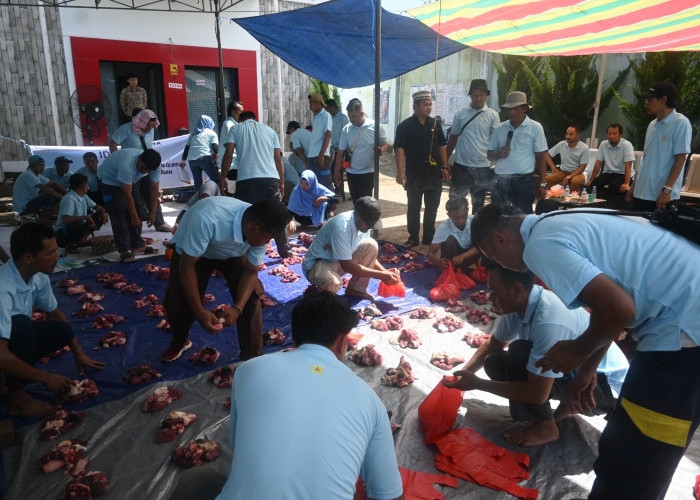 Momen Hari Raya Idul Adha, PLN ULP Lubuklinggau Hadir Langsung Lakukan Kegiatan Pemotongan Hewan Kurban