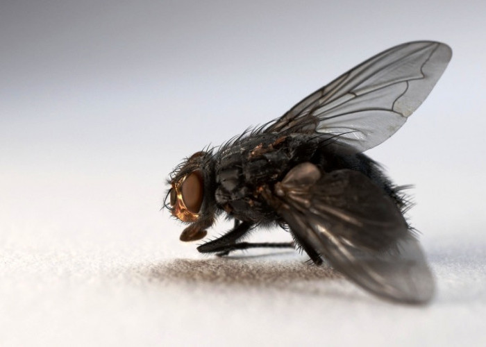 Musim Hujan Banyak Lalat Berdatangan? Berikut Tips Mengusir Lalat Langsung Minggat
