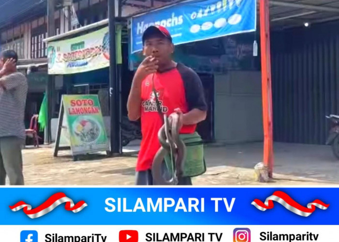 Heboh! Pria di Bengkulu Tewas Usai Mainkan Ular Kobra di Pasar