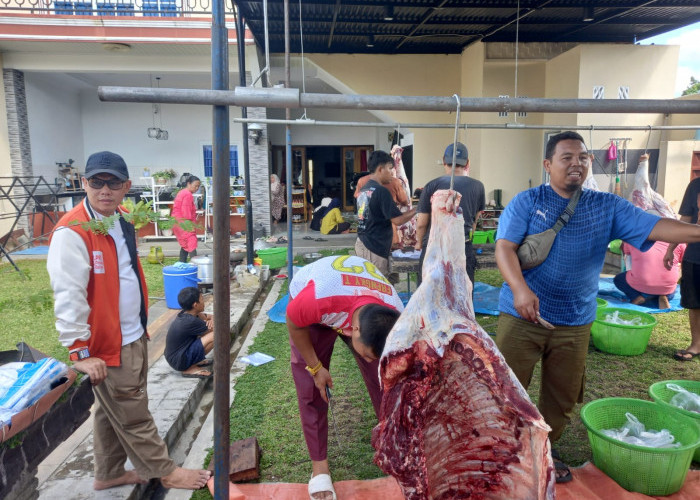 Anggota DPRD Lubuk Linggau Bambang Rubianto Kurban Dua Ekor Sapi, Wujud Kepedulian dan Berbagi di Hari Raya