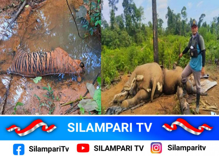 Harimau Sumatera dan Induk-Anak Gajah Ditemukan Mati di Bengkulu