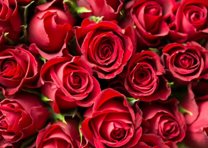 Tips dan Trik Merawat Bunga Mawar agar Tetap Segar dan Indah