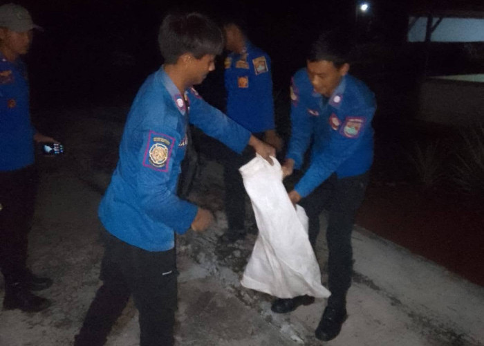 Aksi Heroik Damkar Musirawas Berhasil Evakuasi Ular Sanca 2,5 Meter Di Rumah Warga Desa P1 Mardiharjo