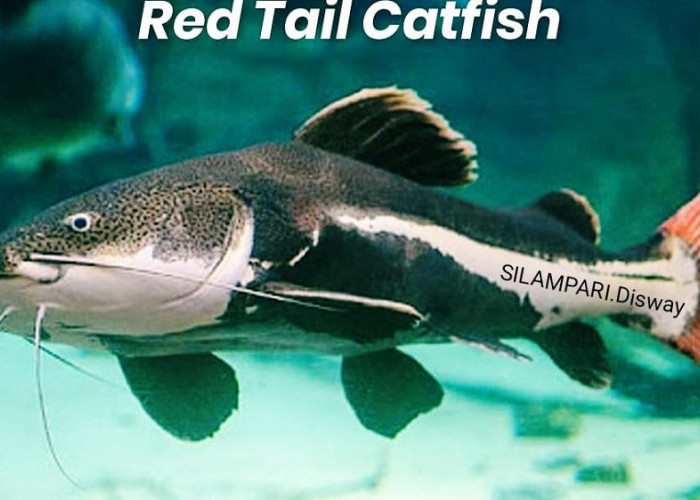 Cara Mengenal Ikan Red Tail Cat Fish (RTC) Mirirp dengan Lele
