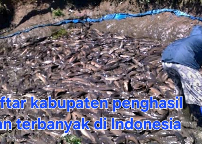 Berikut 5 Kabupaten Penghasil Ikan Terbanyak di Indonesia