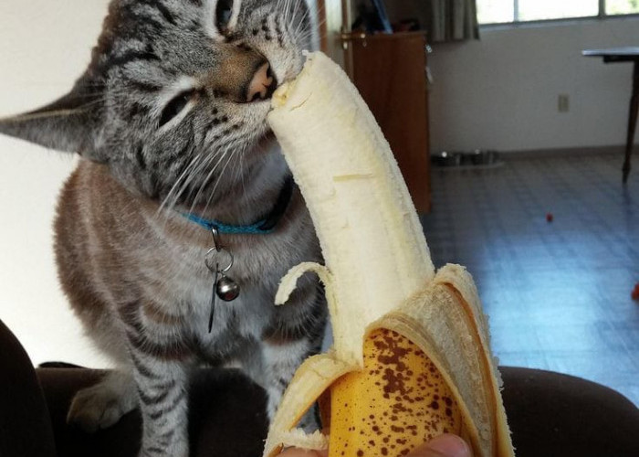 Kucing Boleh Makan Buah Apa Saja? Ini 5 Jenis Buah yang Aman untuk Kucing, Bisa Jadi Camilan Sehat Sesekali