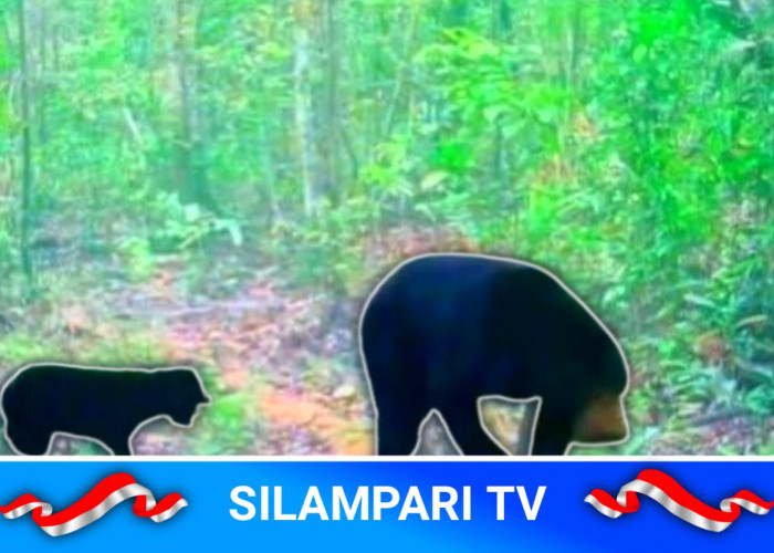 Warga Temukan Dua Beruang Diduga Serang Petani di Musi Rawas hingga Kritis