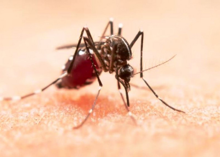 Waspada Nyamuk di Musim Hujan, Begini Tips Mengatasinya