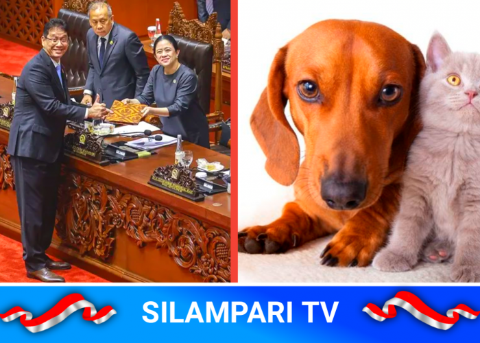 Perlindungan Hewan Diperkuat, RUU Baru Siap Atur Larangan Perdagangan Daging Anjing.