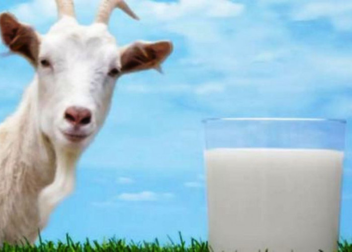 Manfaat Luar Biasa Susu Kambing Yang Kaya Nutrisi dan Ramah bagi Kesehatan
