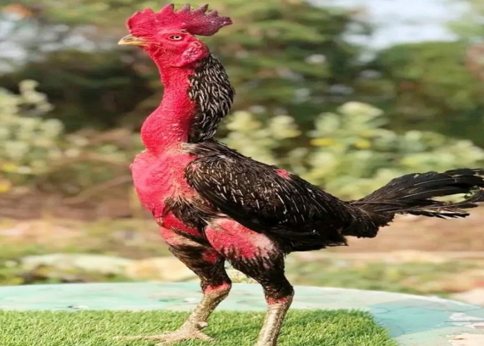 Ini dia Tips dan Trik Atasi Ayam yang Tidak Mau Makan