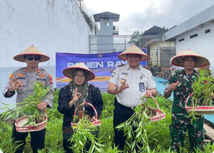 Panen Raya di Lapas Narkotika Muara Beliti, Wujud Dukungan Ketahanan Pangan