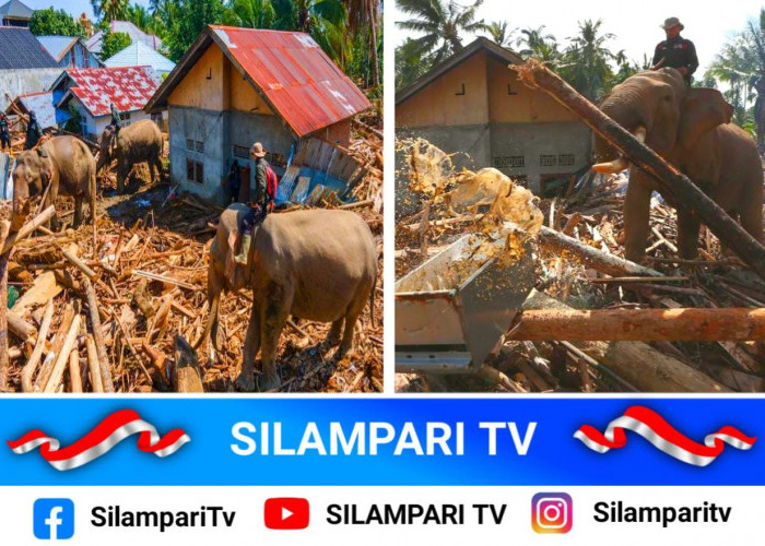 4 Gajah Terlatih Diterjunkan Bersihkan Puing Banjir Bandang di Aceh