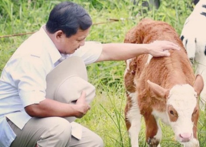 Presiden Prabowo Salurkan 1.098 Sapi Kurban untuk Iduladha 2026 di Seluruh Indonesia