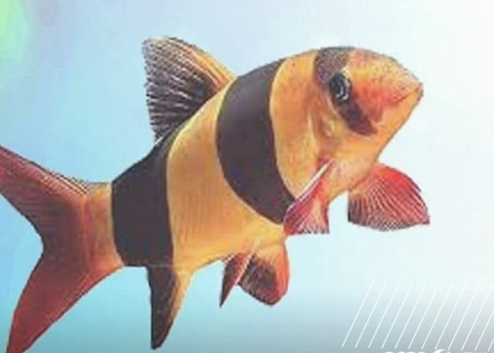 Apakah Benar Ikan Botia Dapat Menghasilkan Milyaran Rupiah untuk Indonesia? Cek di Sini!