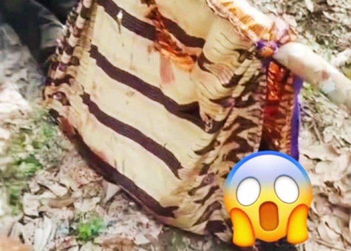 Detik-Detik Mencekam! Petani di Musi Rawas Diserang Beruang, Korban Ditemukan Bersimbah Darah di Kebun Karet