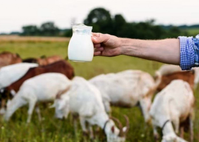 Ini dia 10 Manfaat Susu Kambing Bagi Kesehatan
