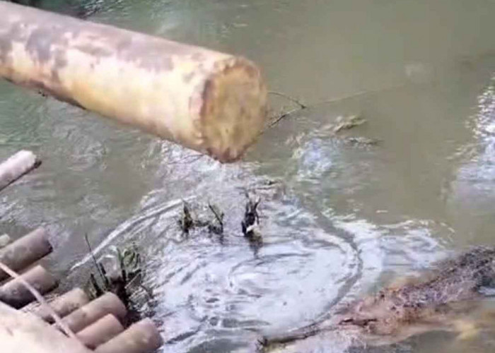 Kemunculan Buaya Cucut di Sungai Lesing Mengegerkan Warga Musi Rawas