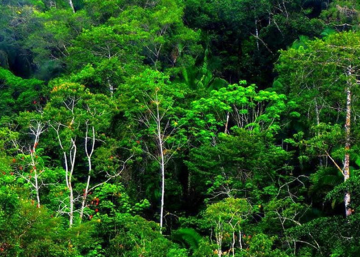 5 Negara yang Paling Banyak Kehilangan Hutan Tropis: Sebuah Krisis Lingkungan Global