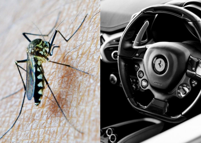 Mobil Banyak Nyamuk Bikin Tidak Nyaman, Lakukan Beberapa Langkah Ini
