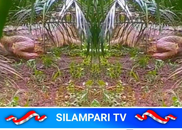 Sungai Lesing Diteror Buaya Jumbo, Warga Musi Rawas Diliputi Kecemasan