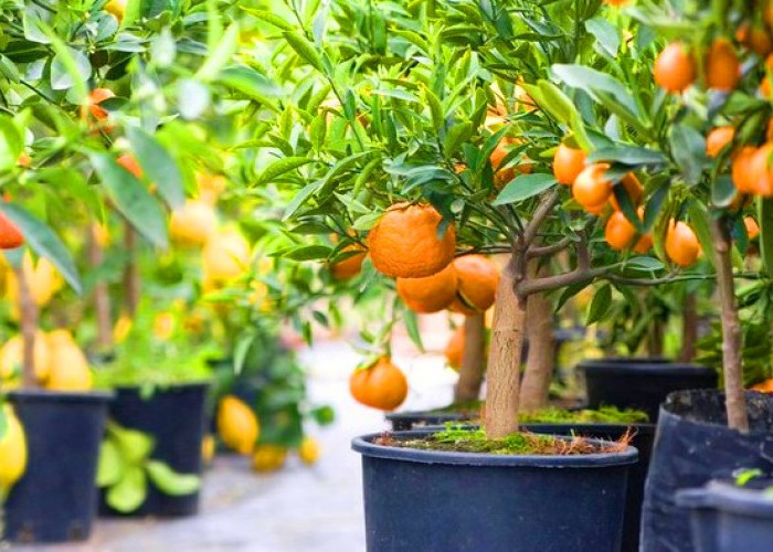 Berkebun Jadi Mudah, 7 Tanaman Buah yang Tumbuh Subur di Polybag