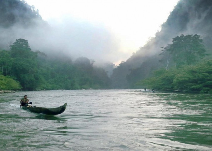 Tahukah Kalian Jika di Sungai Amazon Ada 5 Jenis Ikan Hias? Harganya Selangit! 