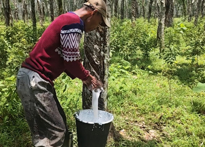 Harga Karet Sumsel Naik Imbas Gejolak Global, Petani Diminta Jaga Kualitas