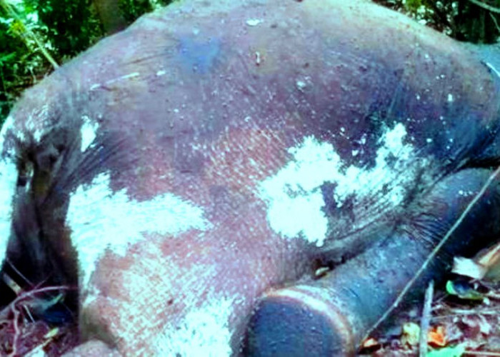 Ditemukan Gajah Betina Mati di Hutan Produksi Bengkulu, Diduga Terkena Tembakan dari Pemburu
