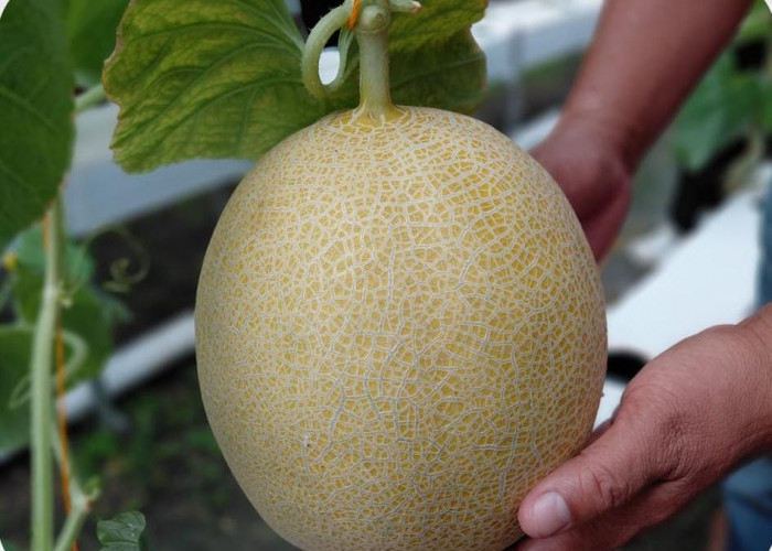 Melon Kembali Berbuah, Lapas Narkotika Muara Beliti Petik Hasil Panen Kedua