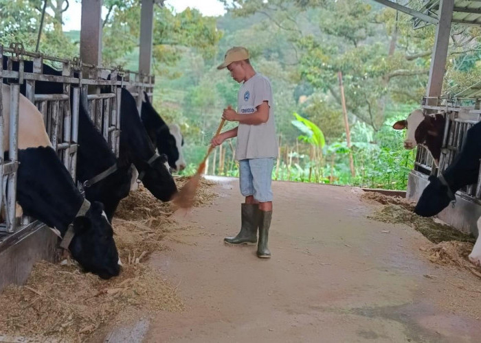 Fasilitas Pembiayaan dan Transaksi dari BRI, Klaster Susu di Ponorogo Berhasil Tingkatkan Kapasitas Produksi