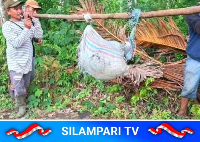 Terungkap! Menantu di Empat Lawang Habisi Mertua karena Konflik Panen Kopi