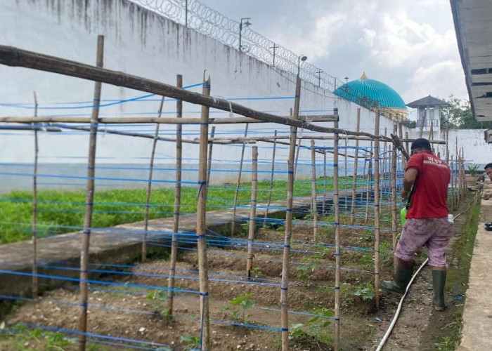 Manfaatkan Lahan, Lapas Narkotika Muara Beliti Giatkan Penanaman Timun