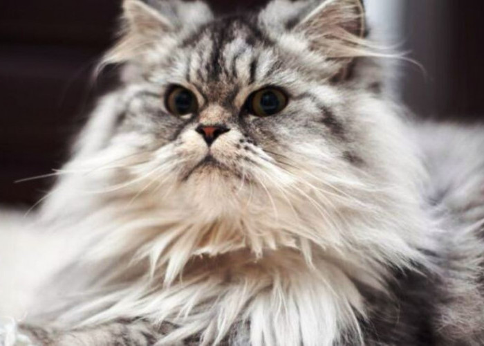 4 Tips Memelihara Kucing Keturunan Persia agar Tetap Sehat dan Bahagia