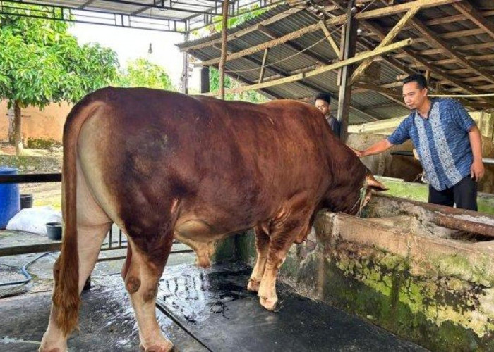 Presiden Prabowo Salurkan Sapi Kurban 850 Kilogram untuk Warga Lubuklinggau
