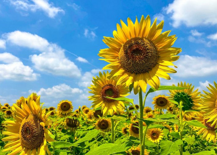 Pesona Bunga Matahari Simbol Kebahagiaan yang Mewarnai Alam dan Kehidupan Manusia