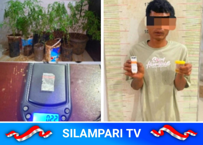 Polisi Gerebek Rumah Petani di Empat Lawang, 44 Batang Ganja dan Sabu Diamankan