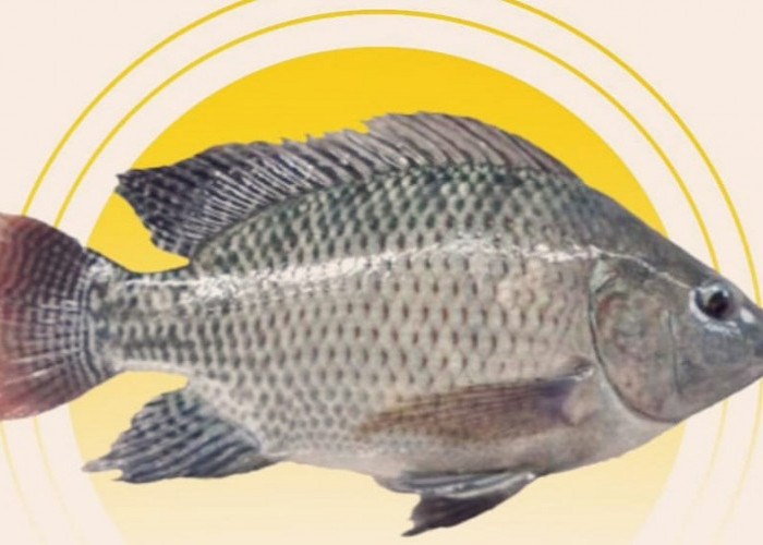 Cara Budidaya Ikan Nila, Dapat di Jadikan Peluang Bisnis yang Menghasilkan