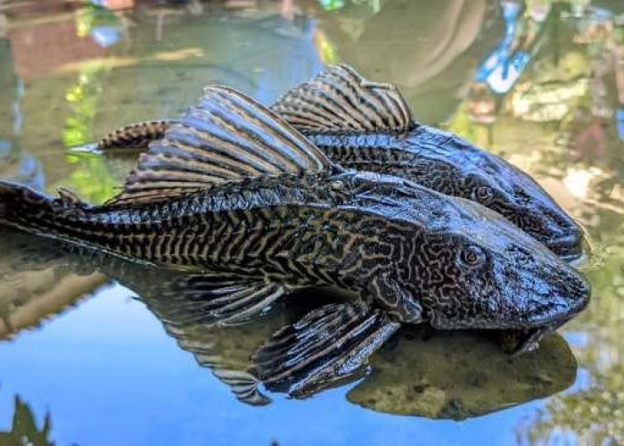 Tak Selalu Jadi Hama, Ikan Sapu-Sapu Justru Jadi Menu Andalan di Amazon