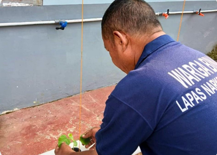 Tak Berhenti di Panen, Melon Inthanon Lapas Narkotika Muara Beliti Jalani Perawatan Rutin