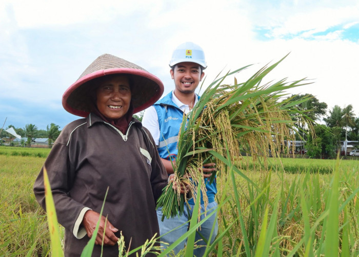 PLN Untuk Rakyat: PLN UID S2JB Dukung Ketahanan Pangan Nasional melalui Program Electricfying Agriculture
