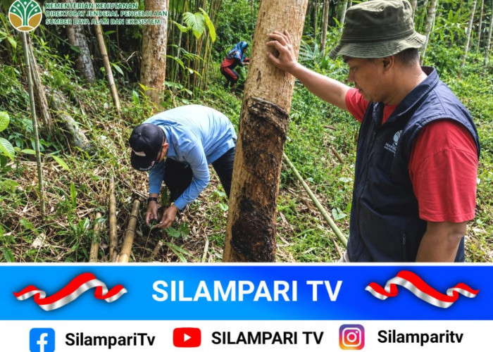 Jejak Diduga Harimau Sumatera Hebohkan Ulu Rawas, Warga Diminta Waspada