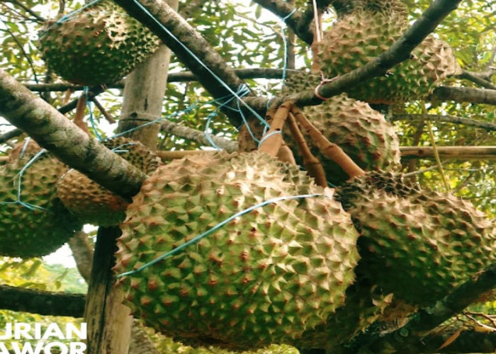 Raup Cuan Belasan Juta! Ini Tips dan Trik Menanam Durian Bawor Agar Cepat Berbuah