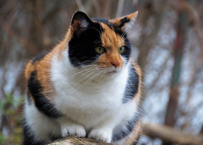 Mau Tahu Cara Merawat Kucing Agar Bulunya Tetap Cantik dan Sehat