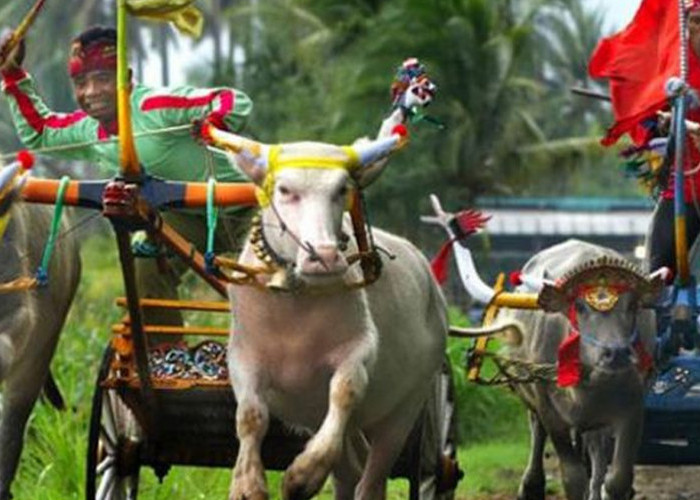 Melaju di Ajang Tradisional: Keindahan dan Keberanian dalam Budaya Makepung di Bali